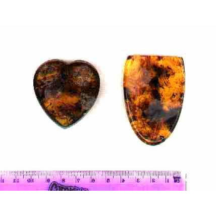 Chiapis Amber