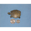 West Africa, cast brass turtle