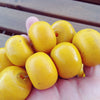 Strand of Large Yellow Orange Moroccan Faux Amber Beads - NP034
