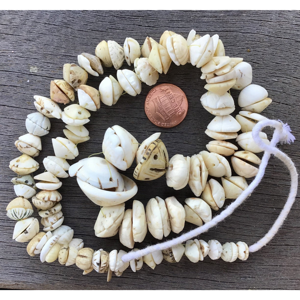 Mauritanian Carved White Conus Shell Beads, West Africa - Rita Okrent Collection (AT0627)