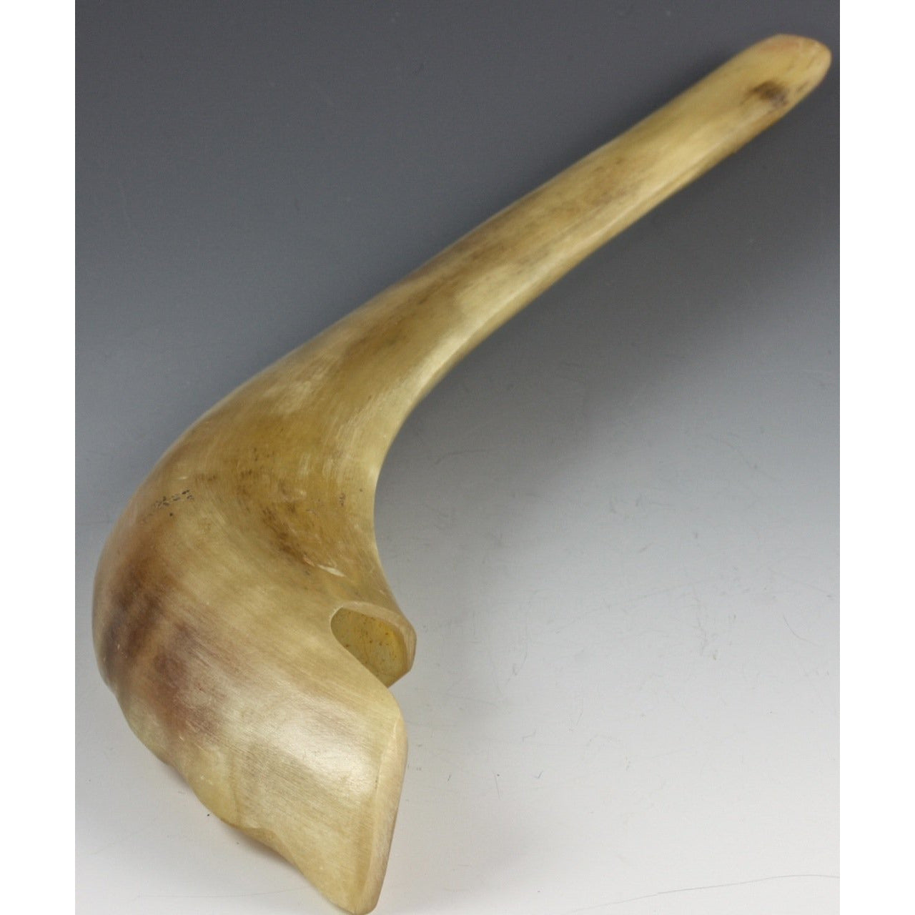 Traditional Vintage Shofar or Ram's Horn 